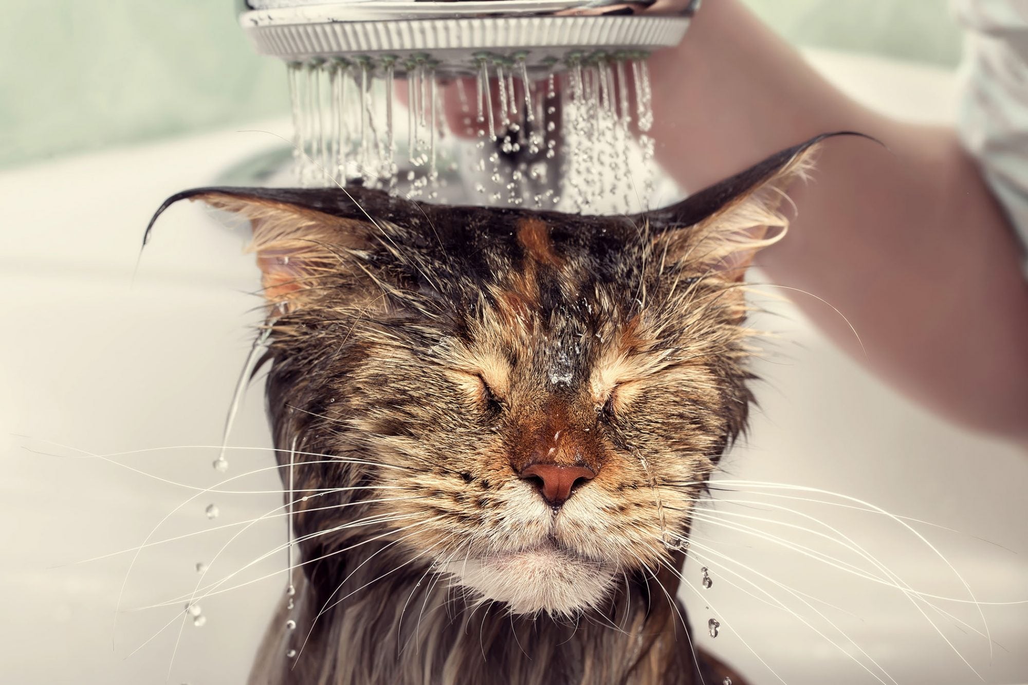 Cat grooming and why it's important!