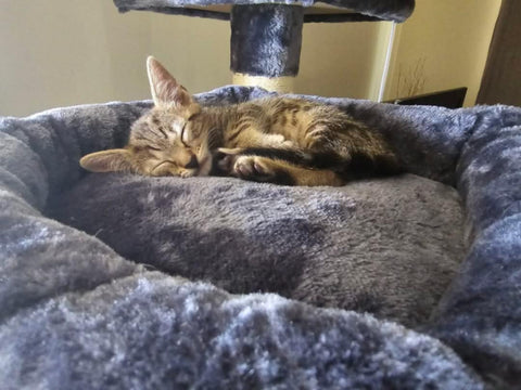 cat tree with cute kitten asleep