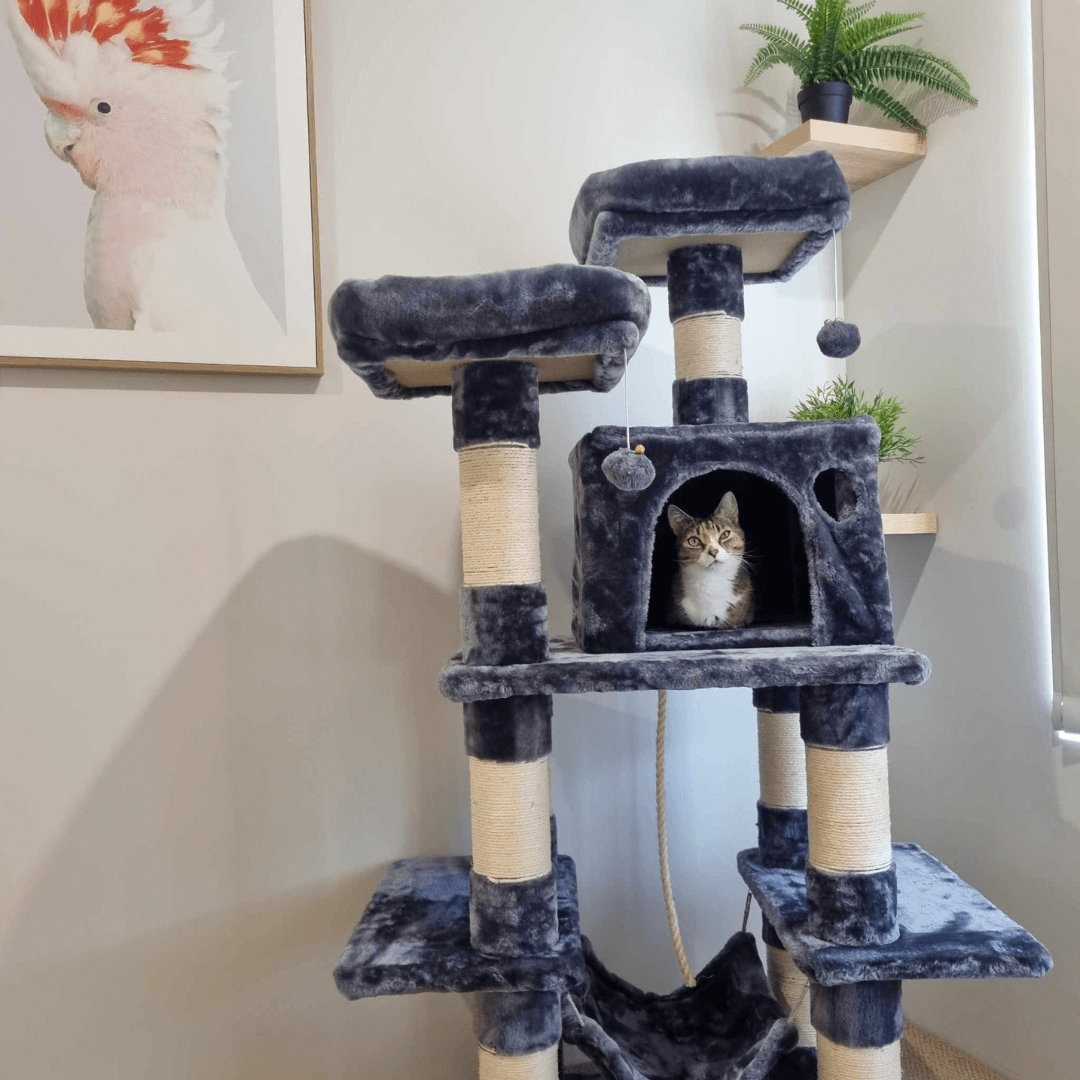 cat scratching post